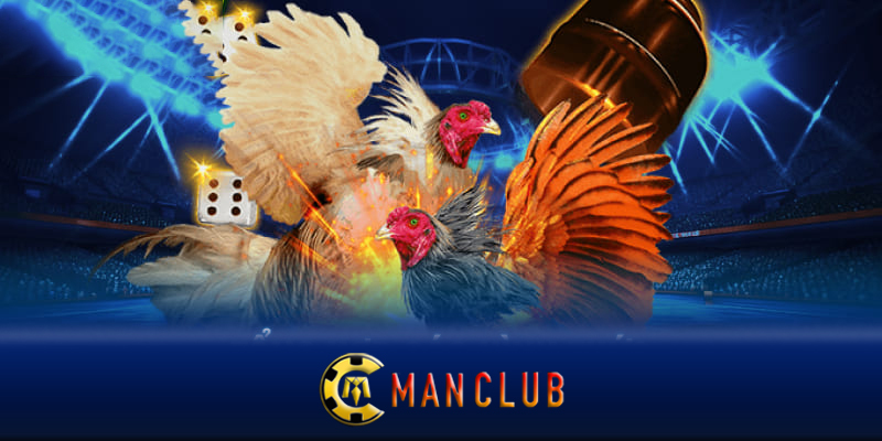 Đá gà Manclub – Các bí quyết thành công trong đá gà Manclub